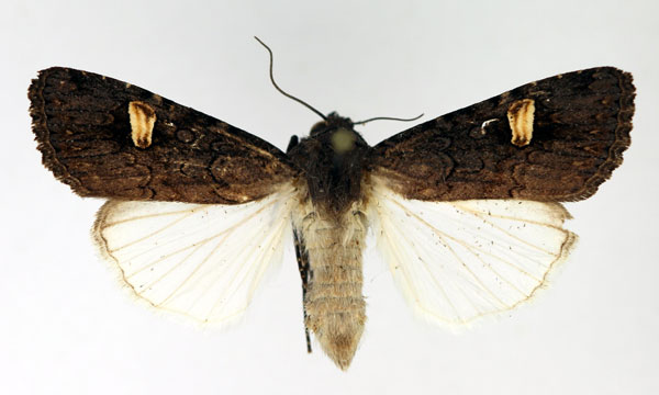 /filer/webapps/moths/media/images/A/africana_Brithysana_AM_Aulombard_RNxvxCh.jpg