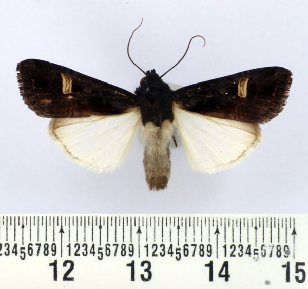 /filer/webapps/moths/media/images/A/africana_Brithysana_AM_BMNH_ZZFhks6.jpg