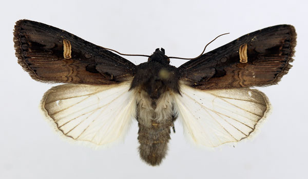 /filer/webapps/moths/media/images/A/africana_Brithysana_AM_ISEA_di5RohA.jpg