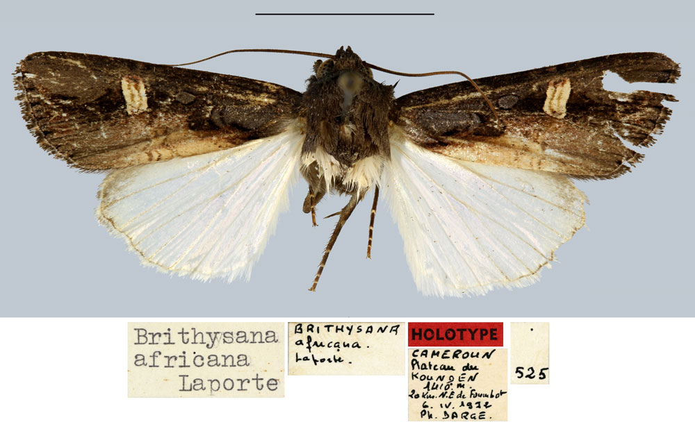 /filer/webapps/moths/media/images/A/africana_Brithysana_HT_MNHN.jpg