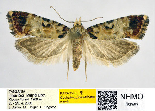 /filer/webapps/moths/media/images/A/africana_Cochylimorpha_PT_NHMO_01.jpg