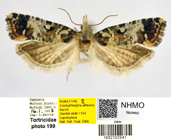 /filer/webapps/moths/media/images/A/africana_Cochylimorpha_PT_NHMO_02.jpg
