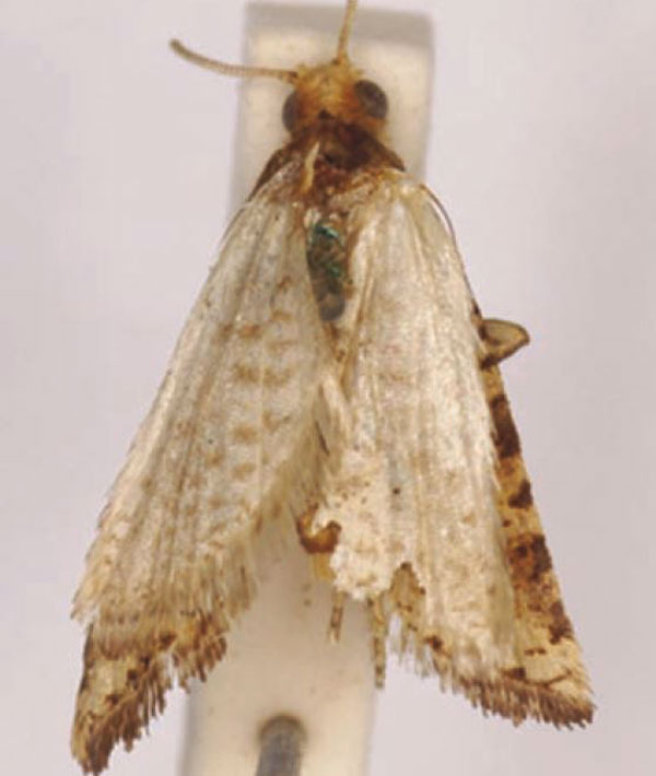 /filer/webapps/moths/media/images/A/africana_Cochylis_ST_SAMC.jpg