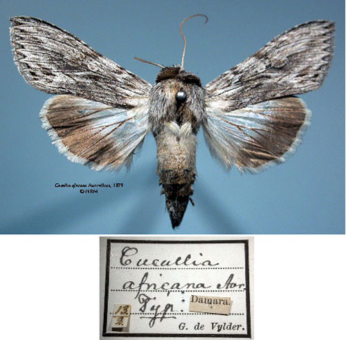 /filer/webapps/moths/media/images/A/africana_Cucullia_HT_SNHM_01.jpg