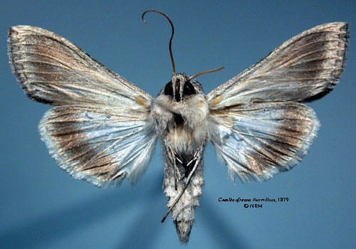 /filer/webapps/moths/media/images/A/africana_Cucullia_HT_SNHM_02.jpg