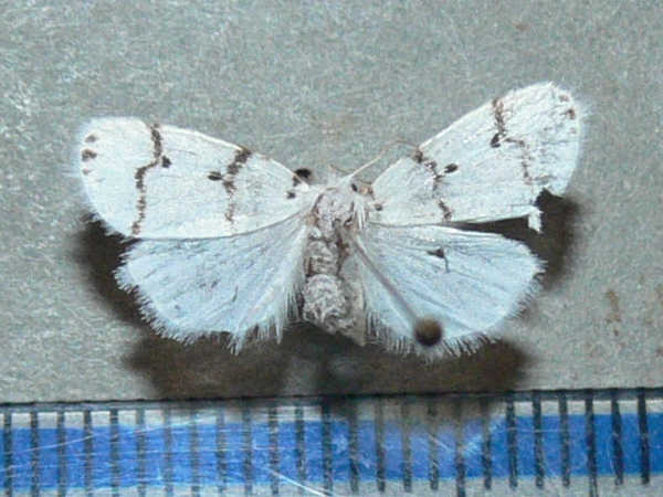 /filer/webapps/moths/media/images/A/africana_Cyana_A_Goff.jpg