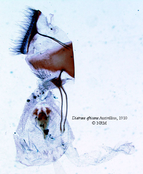 /filer/webapps/moths/media/images/A/africana_Diatraea_LTGF_SNHM.jpg