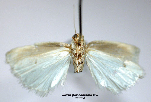 /filer/webapps/moths/media/images/A/africana_Diatraea_LT_SNHM_02.jpg