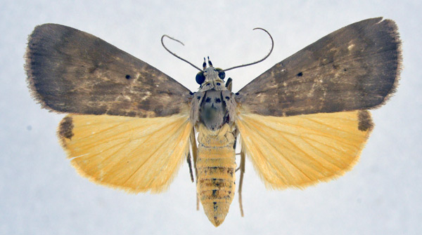 /filer/webapps/moths/media/images/A/africana_Digama_AF_NHMO.jpg