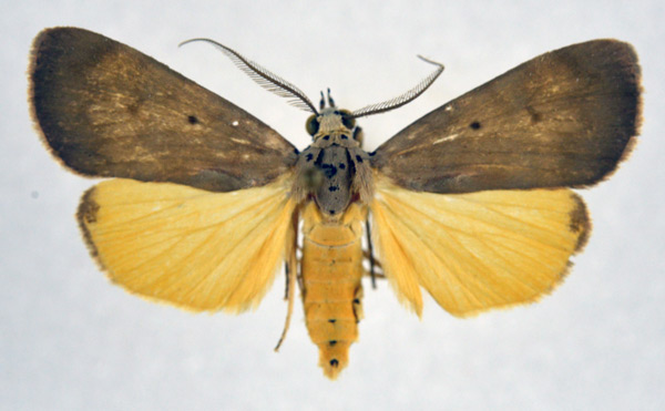 /filer/webapps/moths/media/images/A/africana_Digama_AM_NHMO_01.jpg