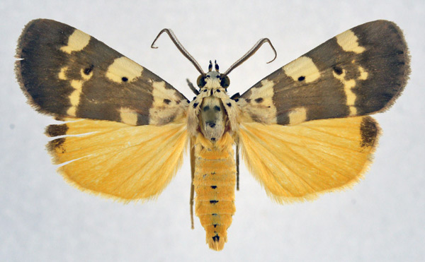 /filer/webapps/moths/media/images/A/africana_Digama_AM_NHMO_02.jpg