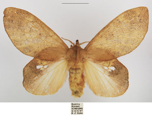 /filer/webapps/moths/media/images/A/africana_Estigena_AF_TSMA.jpg