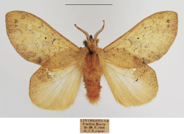 /filer/webapps/moths/media/images/A/africana_Estigena_AM_TSMA_03.jpg