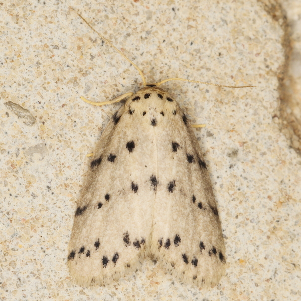 /filer/webapps/moths/media/images/A/africana_Eugoa_A_Heyns_01.JPG