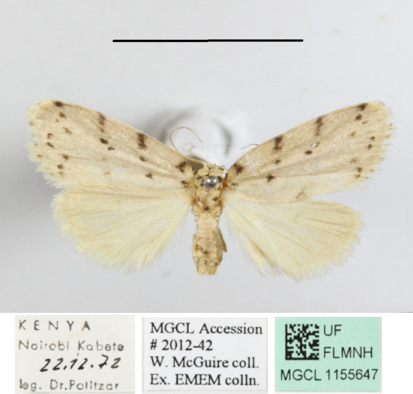 /filer/webapps/moths/media/images/A/africana_Eugoa_A_MGCLa_01.JPG
