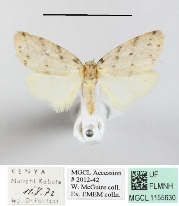 /filer/webapps/moths/media/images/A/africana_Eugoa_A_MGCLa_02.JPG