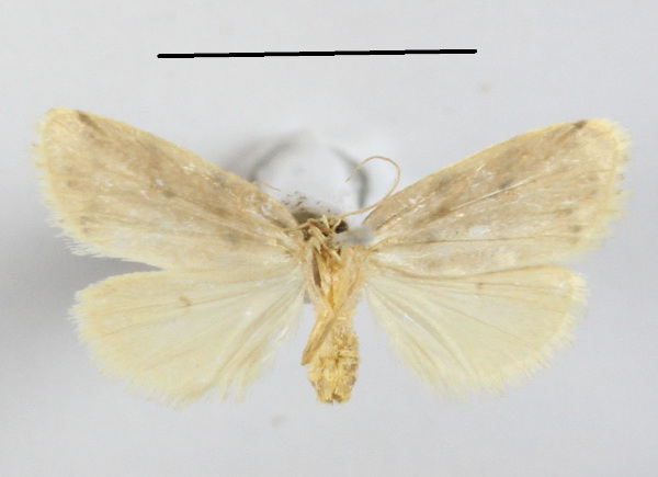/filer/webapps/moths/media/images/A/africana_Eugoa_A_MGCLb_01.JPG