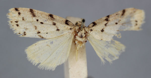 /filer/webapps/moths/media/images/A/africana_Eugoa_HT_BMNH_lK5dl75.jpg