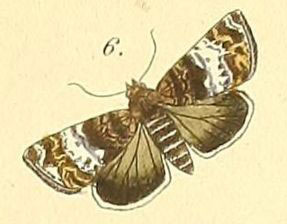 /filer/webapps/moths/media/images/A/africana_Eustrotia_Felder_108_6.jpg