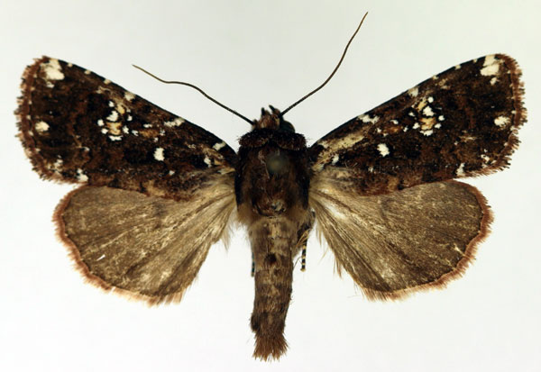 /filer/webapps/moths/media/images/A/africana_Feliniopsis_AF_Aulombard.jpg