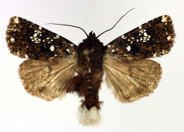 /filer/webapps/moths/media/images/A/africana_Feliniopsis_AM_Aulombard.jpg