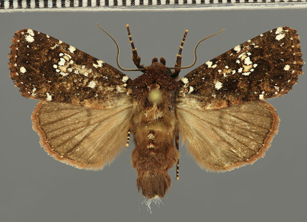 /filer/webapps/moths/media/images/A/africana_Feliniopsis_AM_Fiebig.jpg