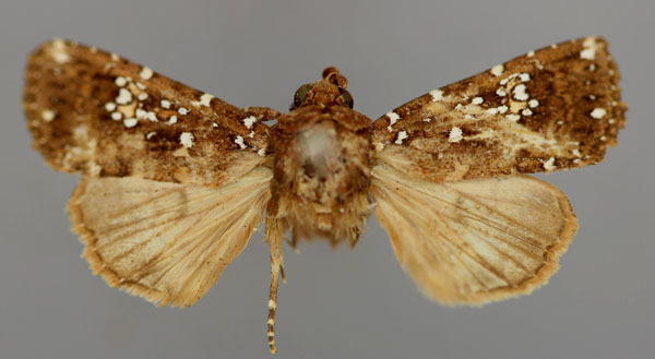 /filer/webapps/moths/media/images/A/africana_Feliniopsis_A_RMCA_01.jpg