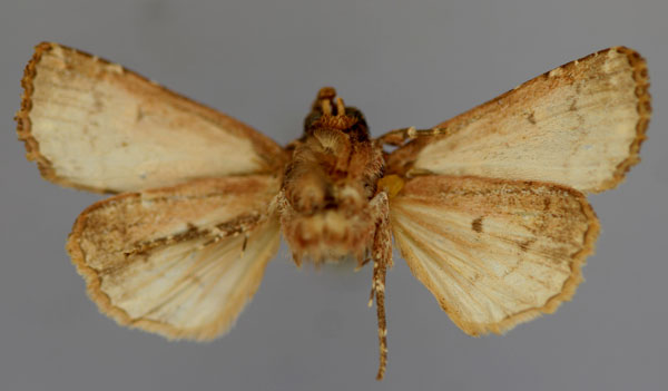 /filer/webapps/moths/media/images/A/africana_Feliniopsis_A_RMCA_02.jpg