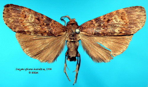 /filer/webapps/moths/media/images/A/africana_Gargetta_HT_SNHM_01.jpg