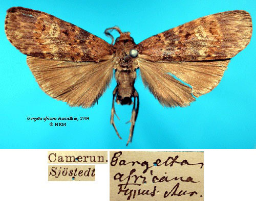 /filer/webapps/moths/media/images/A/africana_Gargetta_HT_SNHM_01_UZI5QIJ.jpg
