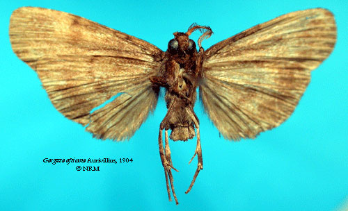 /filer/webapps/moths/media/images/A/africana_Gargetta_HT_SNHM_02.jpg