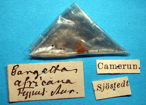 /filer/webapps/moths/media/images/A/africana_Gargetta_HT_SNHMl.jpg