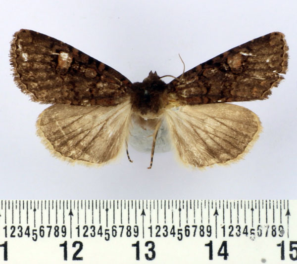 /filer/webapps/moths/media/images/A/africana_Heliophobus_AM_BMNH_01.jpg