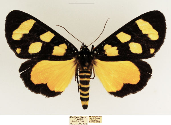 /filer/webapps/moths/media/images/A/africana_Heraclia_AF_TMSA.jpg