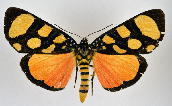 /filer/webapps/moths/media/images/A/africana_Heraclia_AM_NHMO_02.jpg