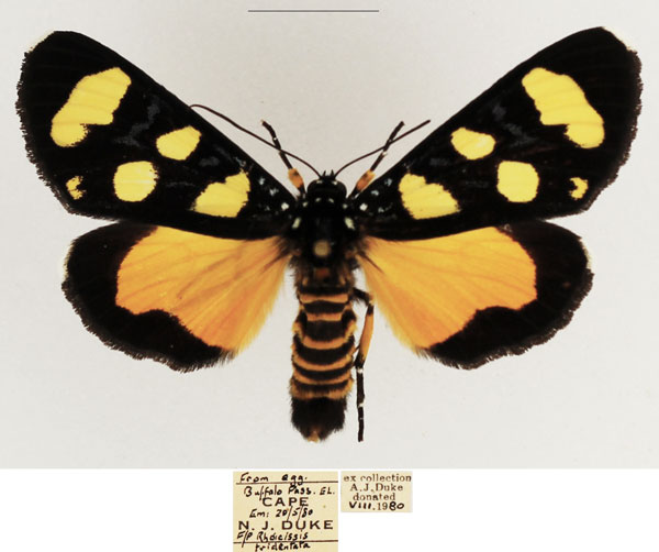 /filer/webapps/moths/media/images/A/africana_Heraclia_AM_TMSA_01.jpg