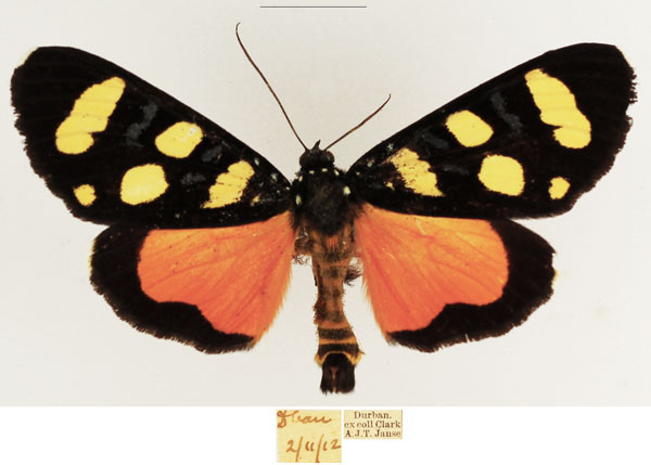 /filer/webapps/moths/media/images/A/africana_Heraclia_AM_TMSA_02.jpg