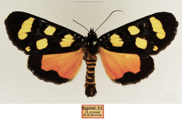 /filer/webapps/moths/media/images/A/africana_Heraclia_AM_TMSA_03.jpg