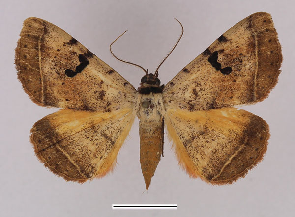 /filer/webapps/moths/media/images/A/africana_Hypopyra_AF_Basquin.jpg