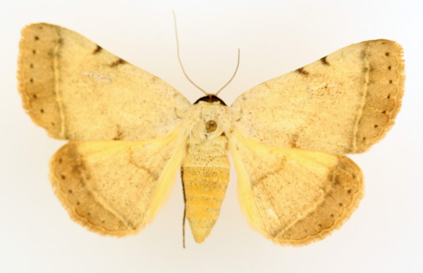 /filer/webapps/moths/media/images/A/africana_Hypopyra_AF_TMSA_01.jpg