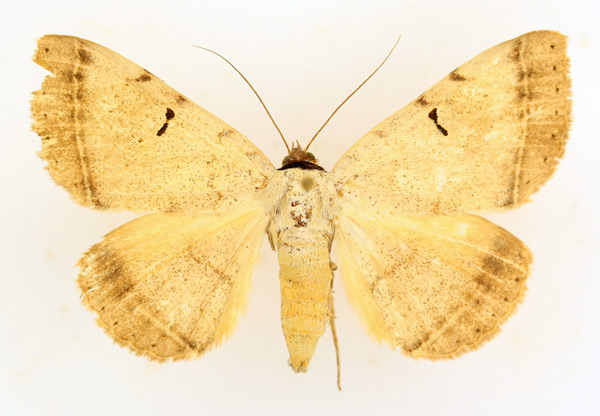 /filer/webapps/moths/media/images/A/africana_Hypopyra_AF_TMSA_02.jpg