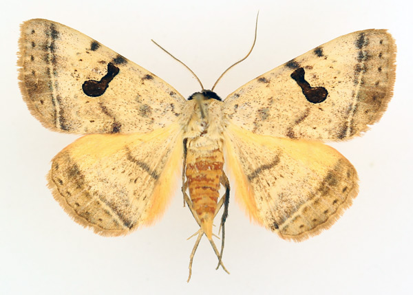 /filer/webapps/moths/media/images/A/africana_Hypopyra_AM_TMSA_01.jpg