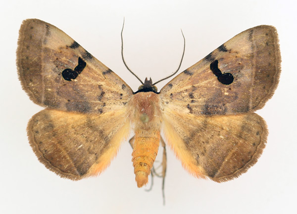 /filer/webapps/moths/media/images/A/africana_Hypopyra_AM_TMSA_02.jpg
