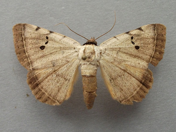 /filer/webapps/moths/media/images/A/africana_Hypopyra_A_Baron_01.jpg