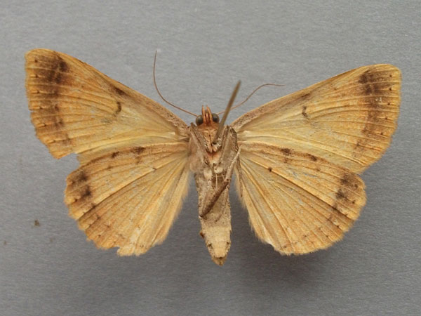 /filer/webapps/moths/media/images/A/africana_Hypopyra_A_Baron_02.jpg
