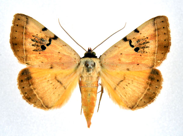 /filer/webapps/moths/media/images/A/africana_Hypopyra_A_NHMO.jpg