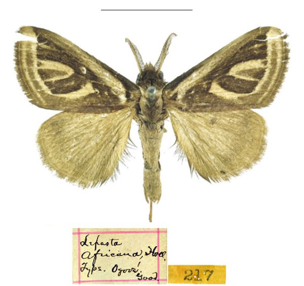 /filer/webapps/moths/media/images/A/africana_Lepasta_HT_CMNH.jpg