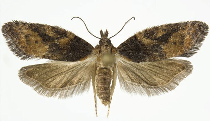 /filer/webapps/moths/media/images/A/africana_Lopharcha_PTF_NHMO.jpg