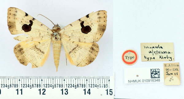 /filer/webapps/moths/media/images/A/africana_Maxula_HT_BMNH.jpg