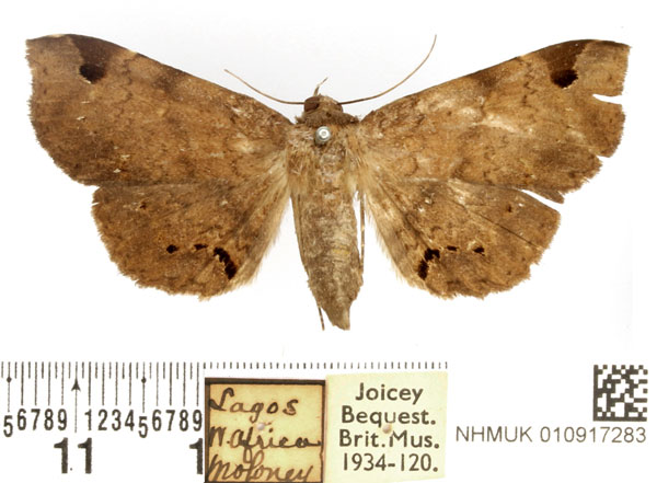 /filer/webapps/moths/media/images/A/africana_Mecodina_AF_BMNH.jpg